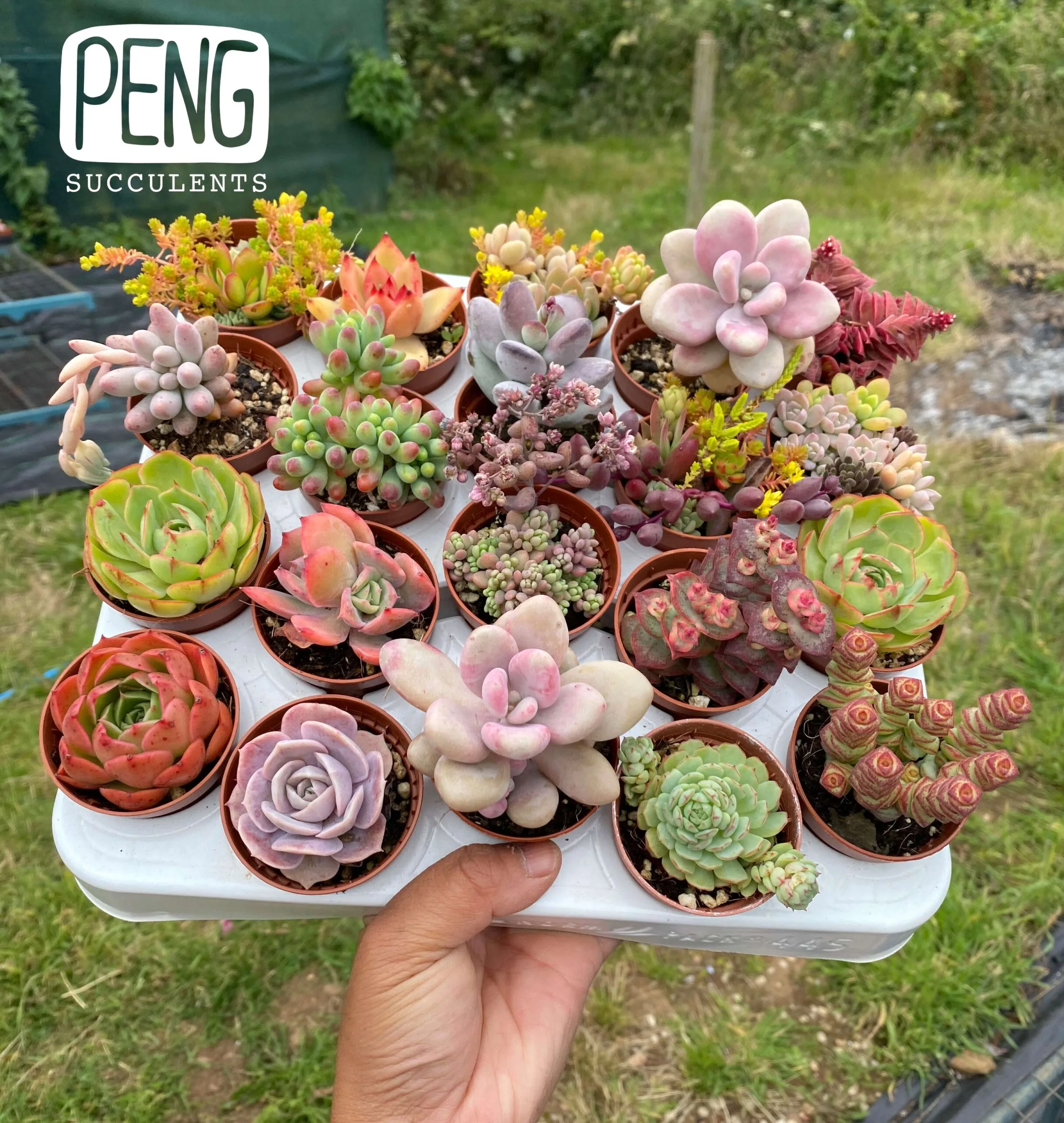 Stall Peng Succulents 03 scaled