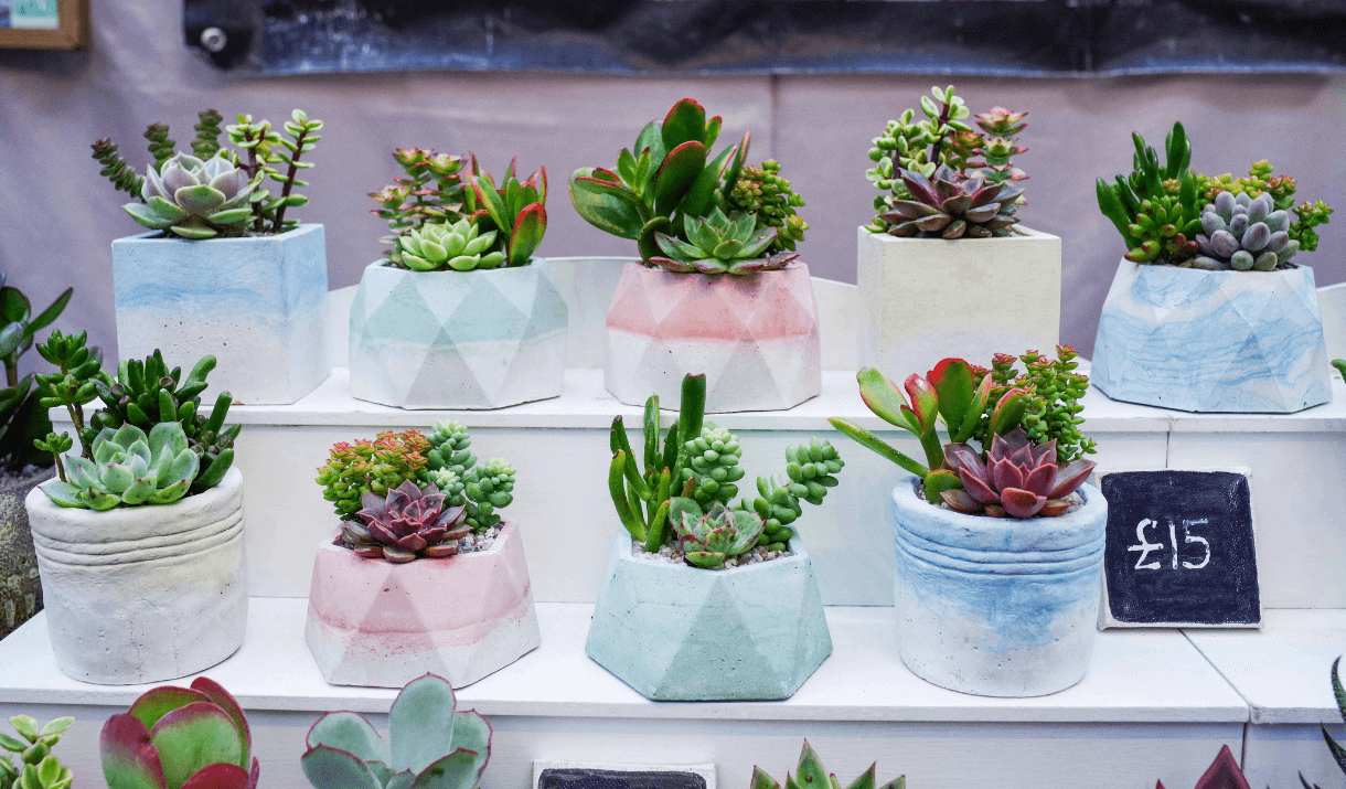 peng succulents 02