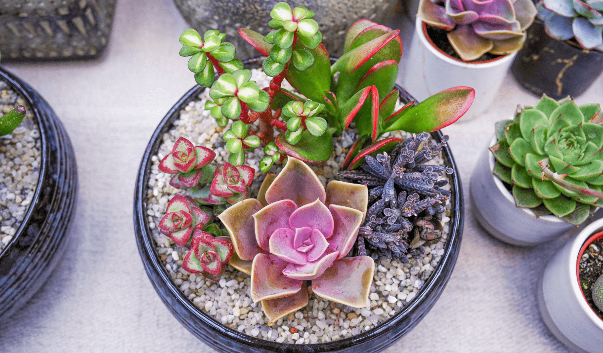 peng succulents 03