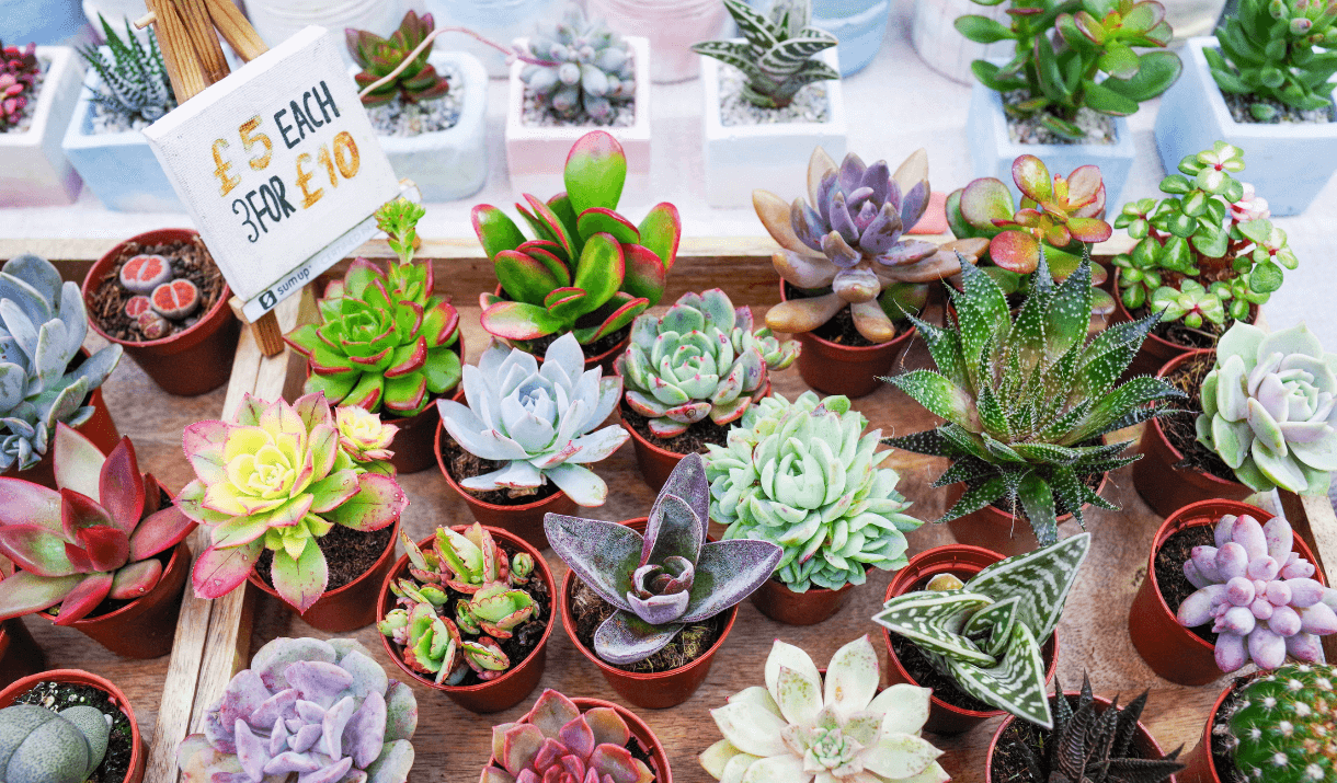 peng succulents 05