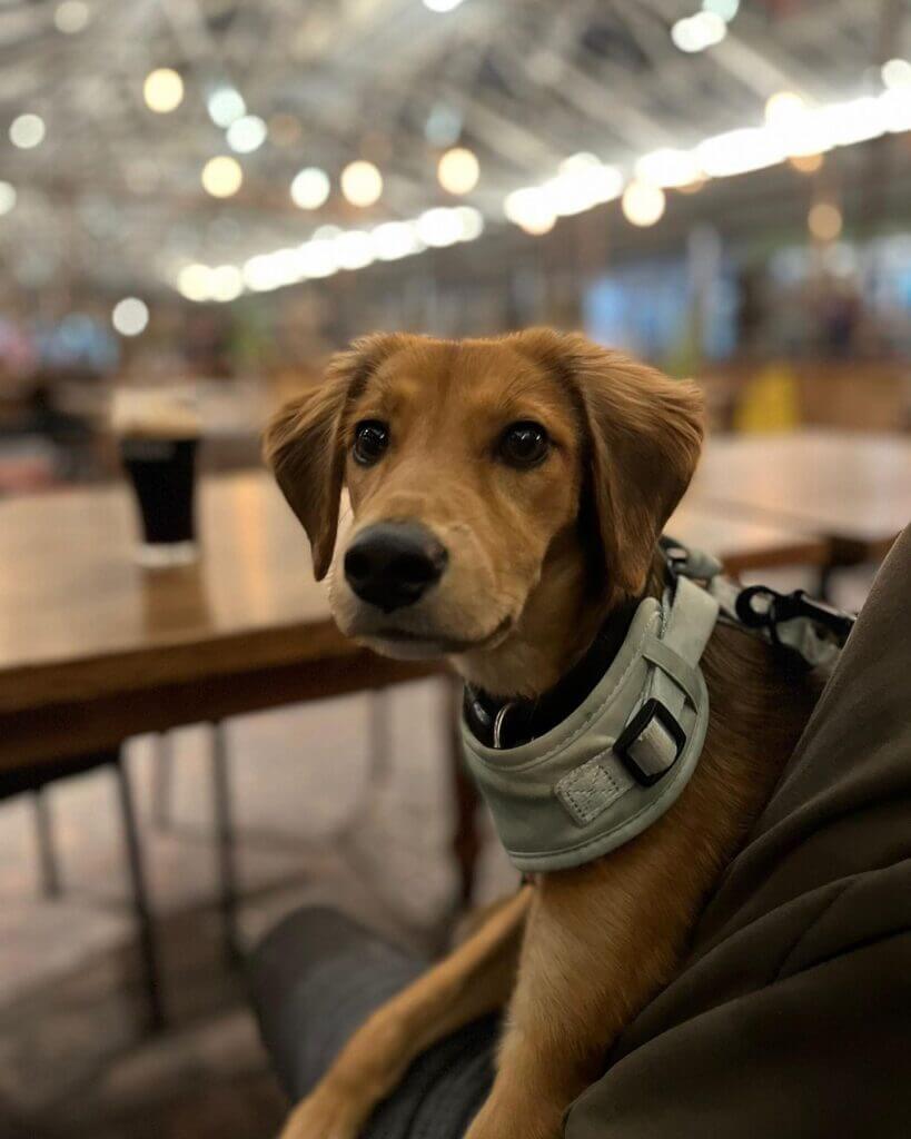 post dog friendly days out in greenwich market 03