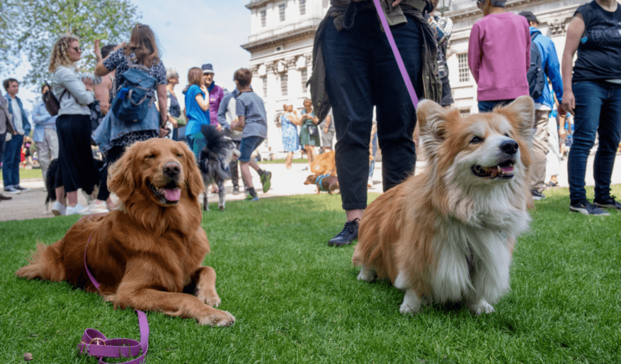 post dog friendly days out in greenwich market 05